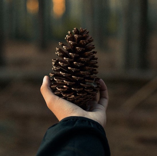 Tannenzapfen in einer Hand