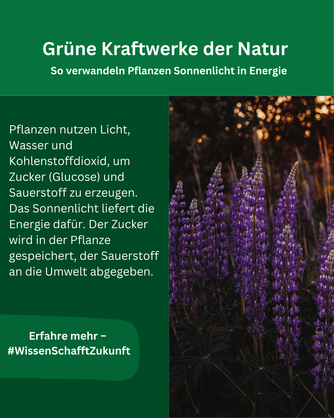 Grüner Hintergrund, Foto von lila Blumen. Vorgegebener Text darauf platziert.